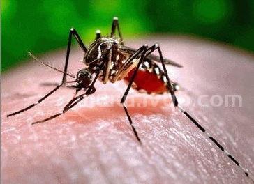 蚊子的种类和图片有哪些 (登革热图片)