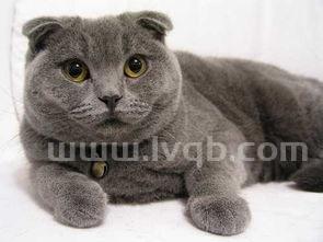 蓝猫是英短吗,蓝猫和英短有什么区别?