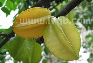 杨桃可以直接吃吗(杨桃可以直接吃吗)