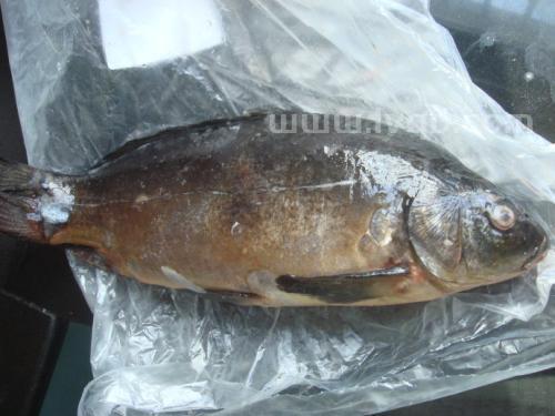 鲷鱼是海鱼吗,鲷鱼刺多吗(鲷鱼是什么鱼)