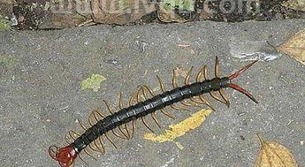 蛇到底怕不怕蜈蚣呢 (蛇为什么怕蜈蚣)