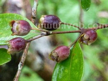 这是什么树,现在结了好多果实 (桃金娘图片)