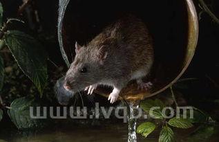下水道的老鼠,下水道有老鼠怎么办?