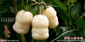 人参果长什么样,人参果什么样子