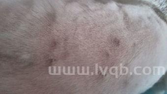 皮肤病的种类图片大全,严重的皮肤病