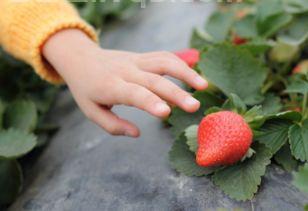 摘草莓的地方,宜昌摘草莓的地方在哪里?