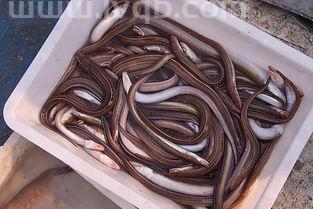 野生河鳗700一斤贵不贵(海鳗鱼多少钱一斤)