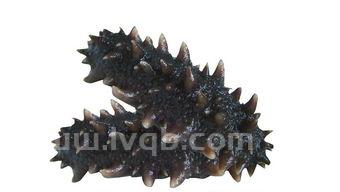 海参怎么做最营养 (海参怎么吃营养)