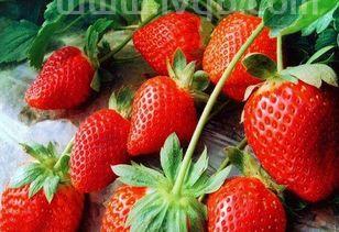 草莓什么季节种植(草莓什么时候种植)