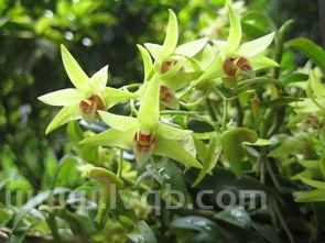 铁皮石斛的价格(石斛一斤多少钱)