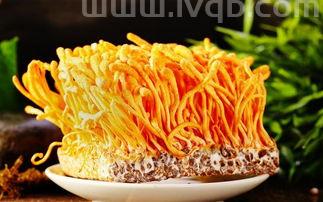 冬虫夏草禁忌人群,虫草花那些人不能吃