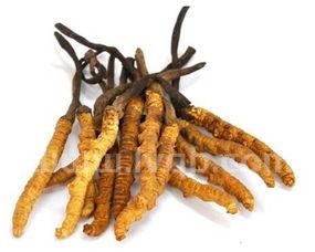 冬虫夏草有什么功效(冬虫夏草的十大功效与作用)