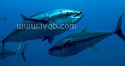 简述金枪鱼的品系及各自特征(金枪鱼种类)