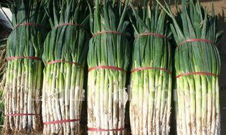 大葱怎样储存 (大葱的储存最好的方法)