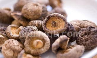 干菌泡多久炖多久 (干蘑菇泡多长时间)