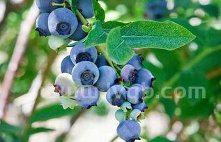 蓝莓的功效与作用蓝莓的功效与作用点