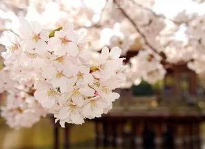 樱花几月份开 (樱花几月份)