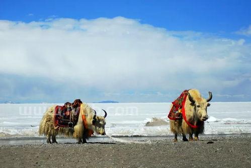 为什么那么多人想要去西藏 (藏贝母图片)