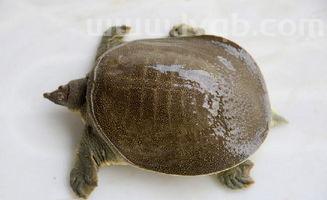 咳嗽能吃甲鱼吗小孩咳嗽能吃甲鱼吗