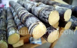 甘蔗热量是多少啊 (甘蔗的热量)