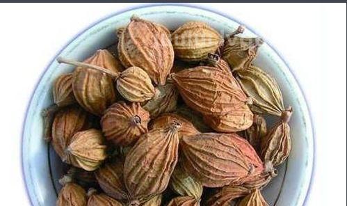 香砂在调料中的作用是什么 (香砂的功效与作用)