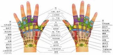 手掌经络图解大全手掌结构是怎么样的
