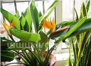 天堂鸟花语天堂鸟花语象征与寓意