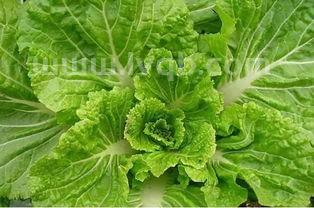 大白菜能生吃吗白菜可以生吃吗