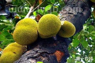 菠萝蜜有什么功效,菠萝蜜的功效与作用