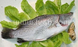 海鲈鱼是什么鱼海鲈鱼是淡水鱼还是海水鱼