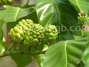 诺丽果的功效及副作用(诺丽果的图片)