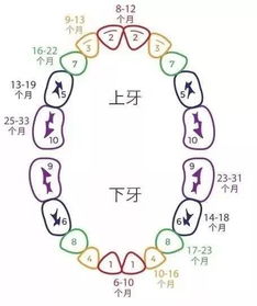 小孩换牙齿的顺序图,孩子几岁换牙顺序图