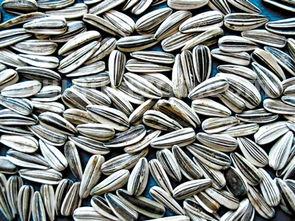 瓜子多少钱一斤,普通白瓜子收购多少钱一斤?