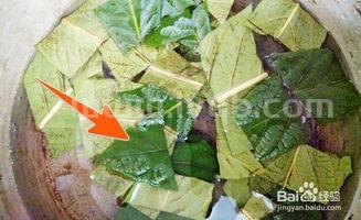 枇杷叶煮水的做法枇杷叶煮水的做法