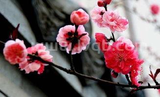 梅花有香味吗,梅花有香味吗