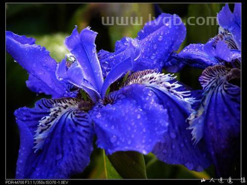 鸢尾花花期,鸢尾花几月开花,鸢尾花花期多久/5