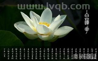 白莲花什么意思(什么是白莲花)