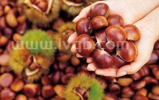 板栗可以生吃吗生的栗子可以吃吗