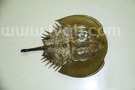 鲎是什么动物,鲎是什么动物