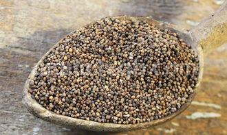 菟丝子的功效与作用及食用方法(菟丝子食用方法)