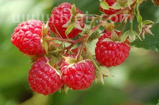 树莓的吃法有什么(树莓怎么吃)