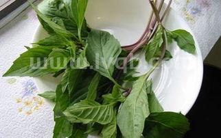 罗勒酱什么味道 (罗勒是什么味道)