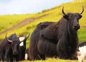 牦牛读mao还是hao牦牛读mao还是hao