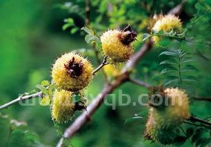 野刺梨子可以入药吗 学名是什么 (刺梨果图片)