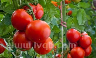 番茄的热量,一个西红柿的热量是多少