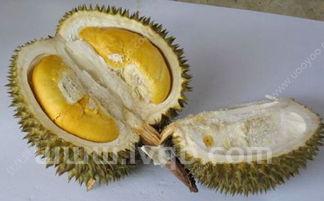 榴莲下奶吗榴莲到底发奶还是回奶