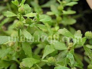 鹅不食草图片,什么是鹅不食草?