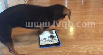 小狗多久会走路小狗多久可以走路