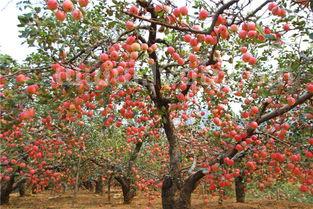 烟台苹果莱阳梨烟台特色水果
