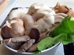 菌类食物都有哪些 (菌菇类有哪些)